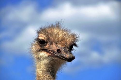 the ostrich ostrich head beak
