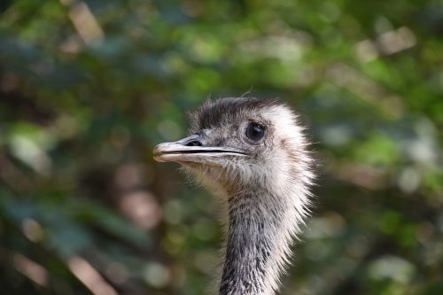 the ostrich beautiful eye