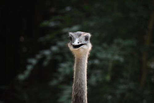 the ostrich rhea positive