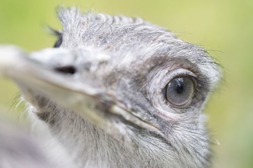 the ostrich head eye