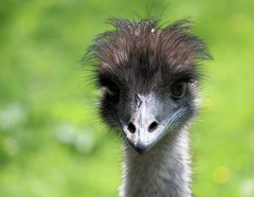 the ostrich  head  bird