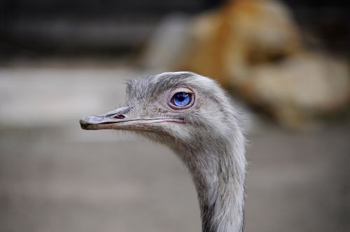the ostrich view expression
