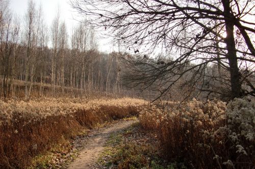 the path landscape autumn