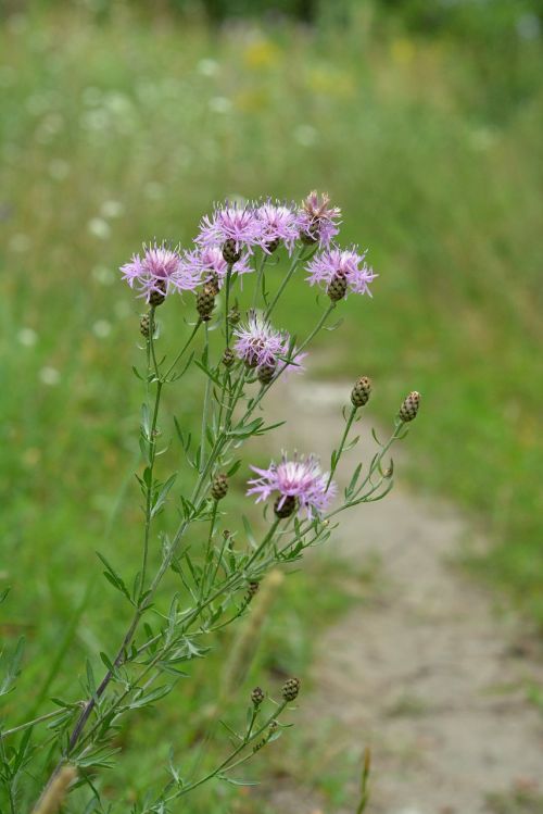 the path flower violet