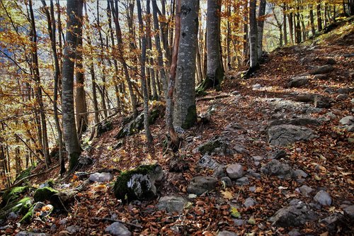 the path  land  autumn