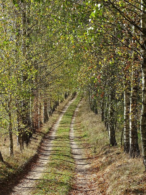 the path  forest  landscape