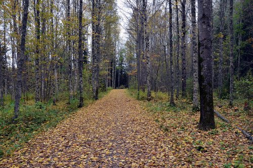 the path  wood  tree