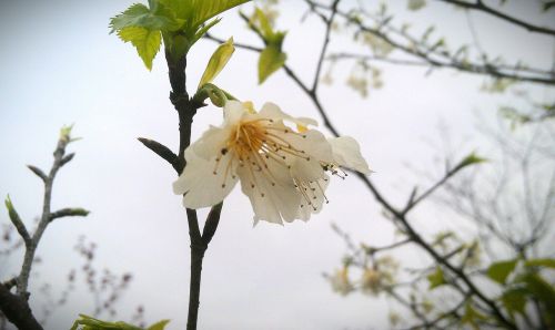 the peach blossom peach blossom flower