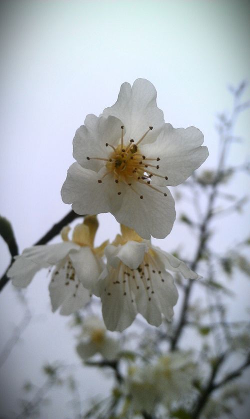 the peach blossom peach blossom flower