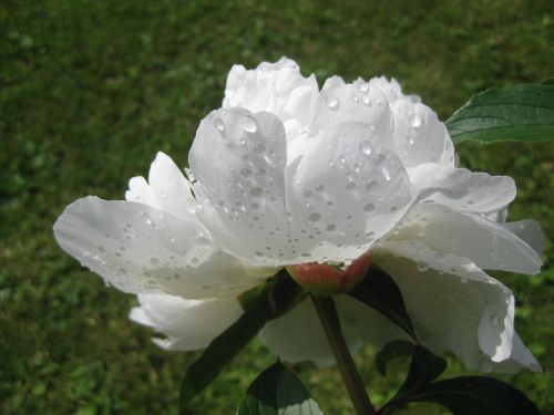 the peony flower white