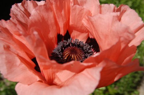 the peony red flower