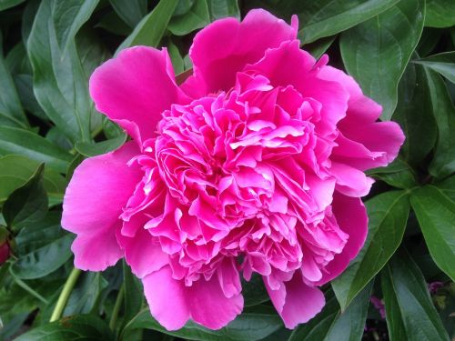 the peony flower garden plant