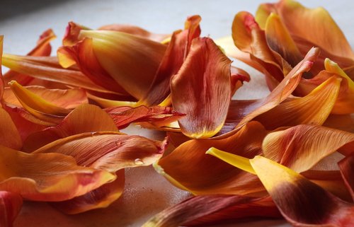 the petals  flower  tulips