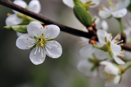 the petals  white  stamens