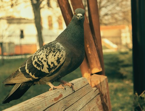 the pigeon is sitting on the bench  wild pigeon  in the park