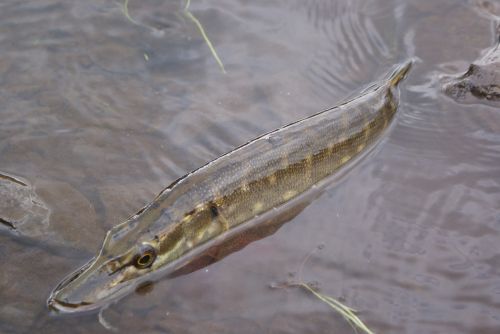 the pike fish animal