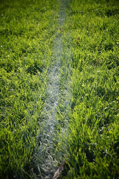 the pitch the court lines grass