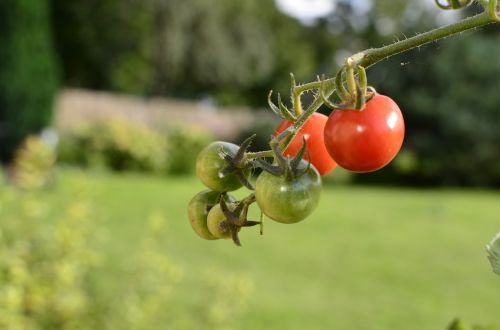 the plot bush tomatoes pepowo