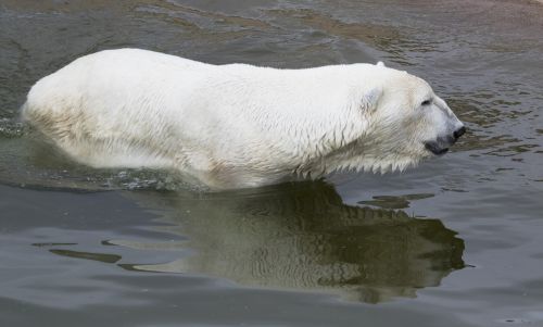 the polar bear swim reflection
