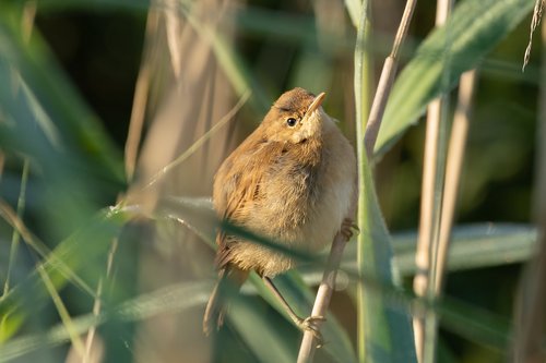 the pond-tube-singer  bird  reed