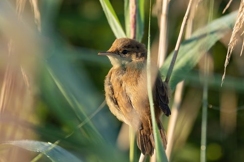 the pond-tube-singer  bird  reed