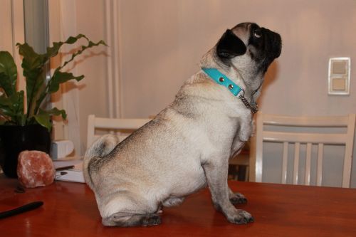 the pug pet dog