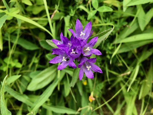 the purple flowers  mountains  wild