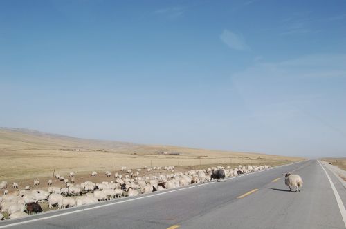 the qinghai-tibet plateau the flock highway