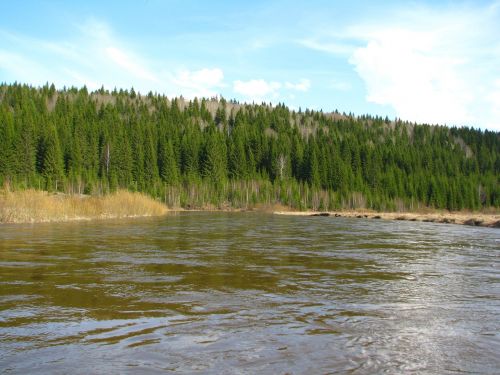 the river koiva forest nature