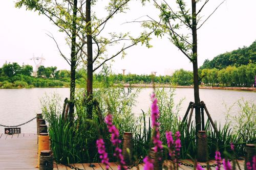 the river of grass bridges flowers and plants