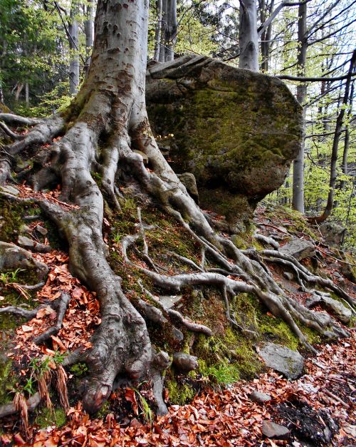 the roots of the mountains stone