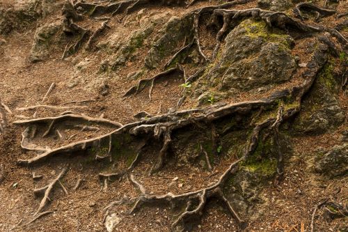 the roots of the forest structure