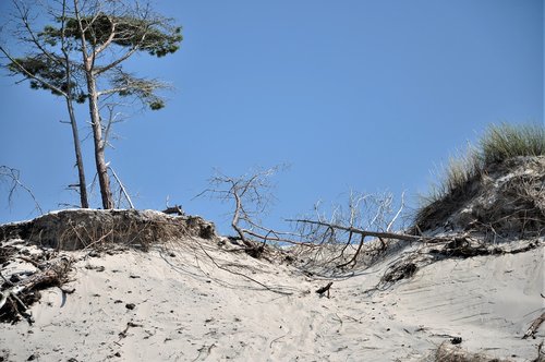 the sand dunes  pine  landscape