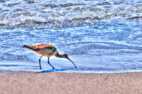 The Sandpiper