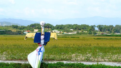 the scarecrow  gangneung  sichuan