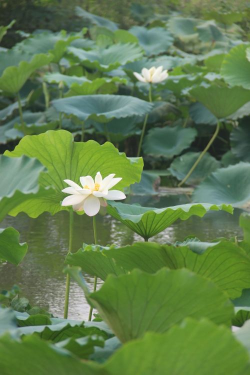 the scenery lotus morning