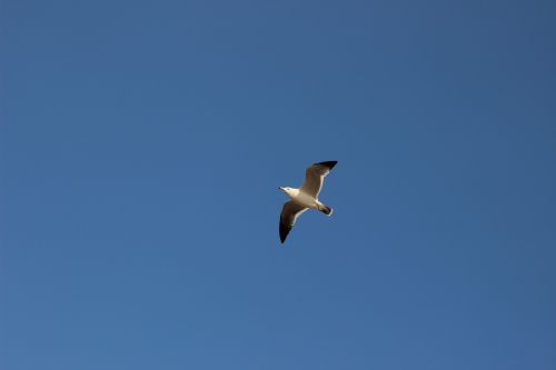 the scenery seagull sky