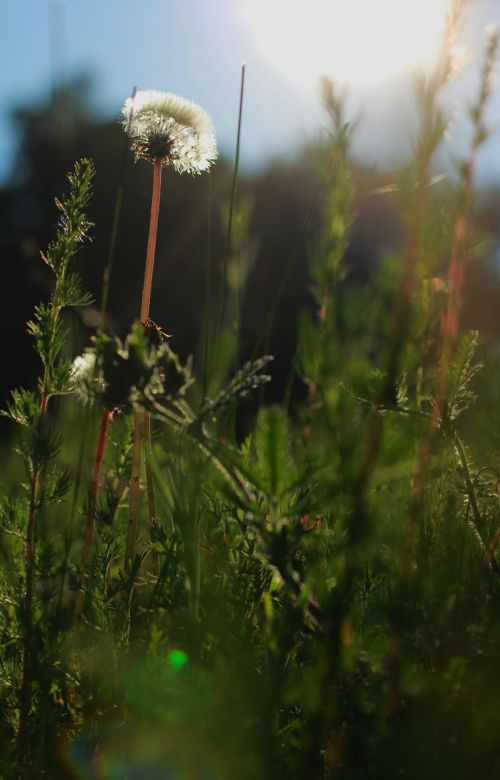 the scenery prairie dandelion