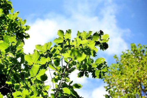 the scenery china green leaf