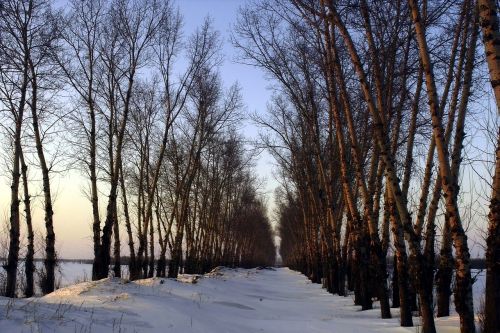 the scenery snow woods