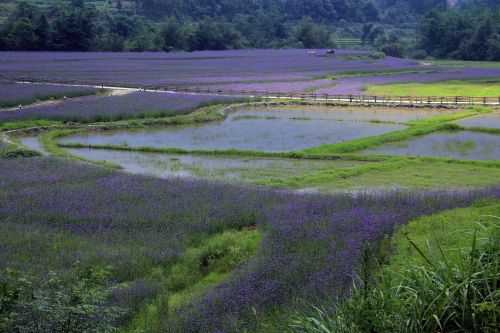 the scenery nature farm