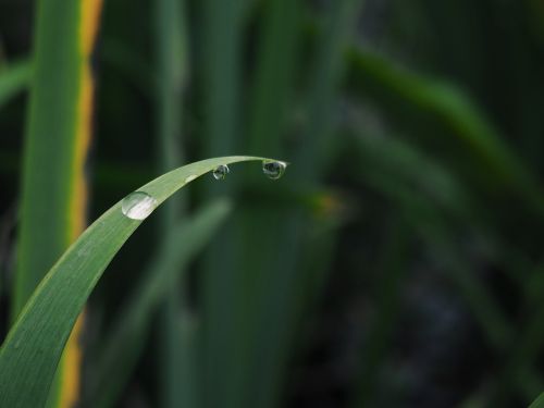 the scenery plant photography