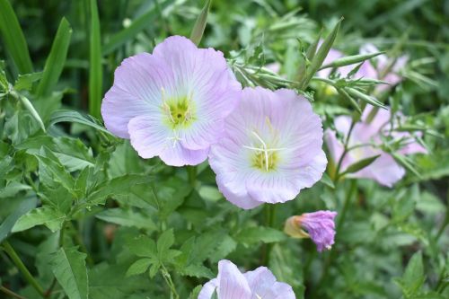 the scenery flowers green