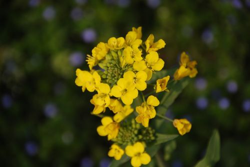 the scenery flower spring