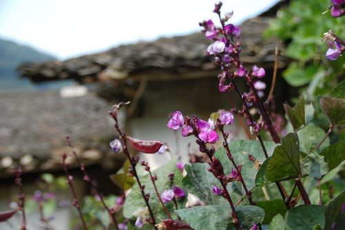 the scenery flower spring