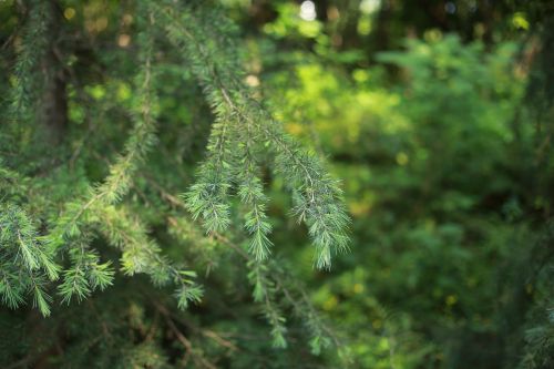 the scenery pine tree green