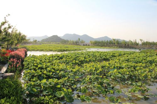 the scenery water spring