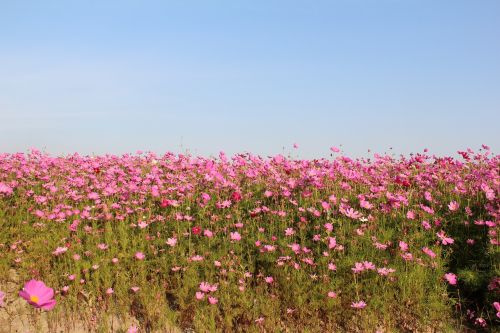 the scenery flower spring