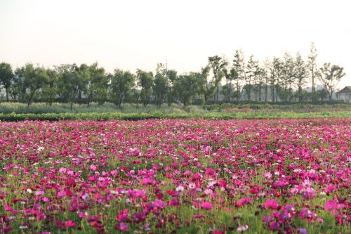 the scenery flower spring