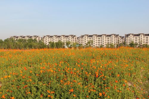 the scenery flower spring